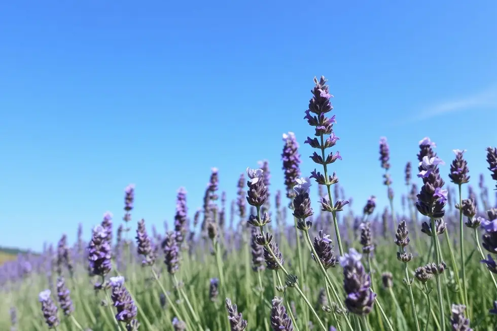Lavanda: A Magia do Relaxamento