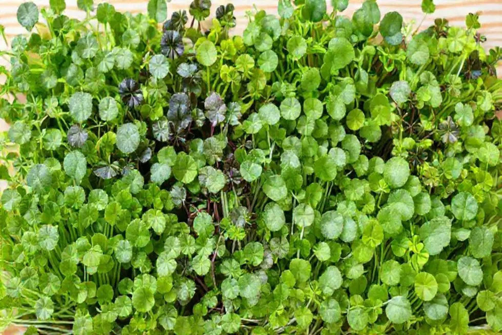 O que São Microverdes e Por Que Você Deve Cultivá-los