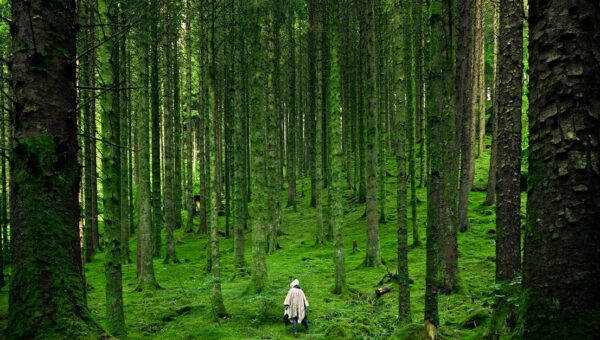 A solitary person walking in the lush, green forests of Inverness in the Scottish Highlands