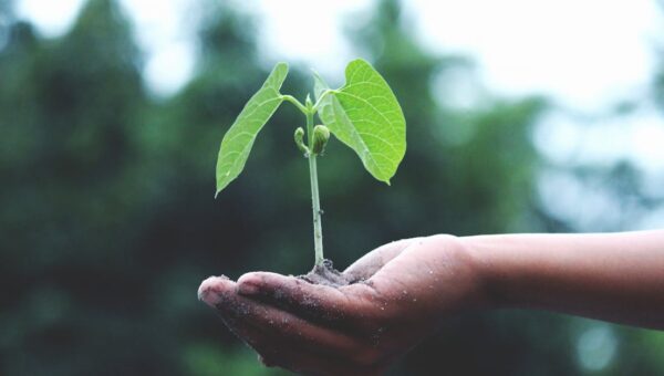 A young sapling held in hands symbolizes growth and sustainability.