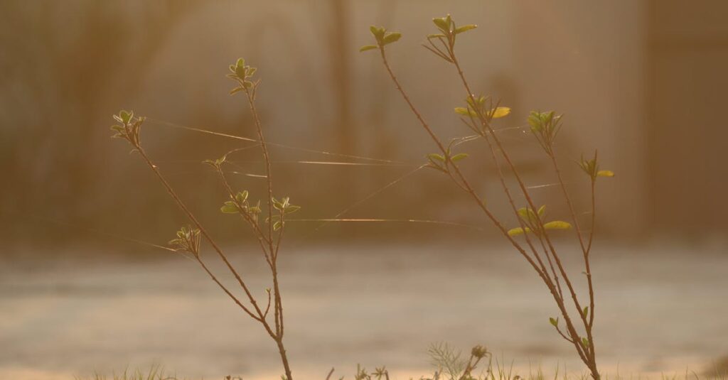 A serene scene of sunlit branches with spiderwebs, captured during a calm morning outdoors.