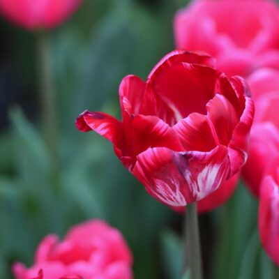 Close-up of vibrant pink tulips blooming in a lush green garden outdoors.
