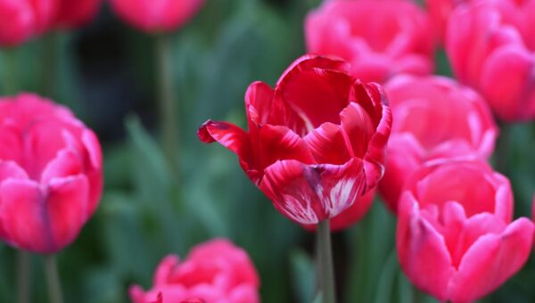 Close-up of vibrant pink tulips blooming in a lush green garden outdoors.