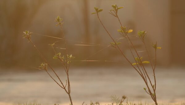A serene scene of sunlit branches with spiderwebs, captured during a calm morning outdoors.