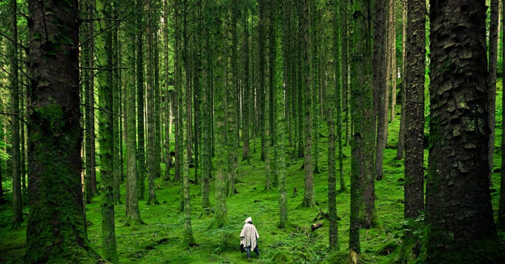 Como Criar um Espaço de Trabalho Inspirador em Casa 2 A solitary person walking in the lush, green forests of Inverness in the Scottish Highlands