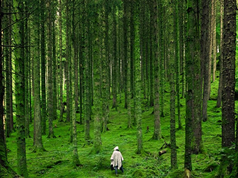 A solitary person walking in the lush, green forests of Inverness in the Scottish Highlands