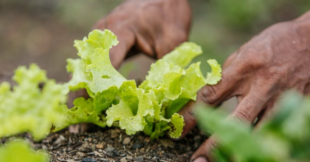 Como Organizar uma Horta em Apartamento: Dicas Práticas e Sustentáveis 2 Close-up of hands planting lettuce in Paragominas, Brazil. Vibrant greenery and earthy tones.