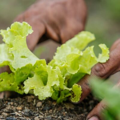 Close-up of hands planting lettuce in Paragominas, Brazil. Vibrant greenery and earthy tones.