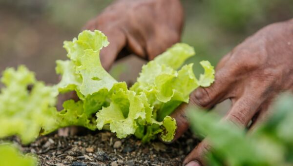 Close-up of hands planting lettuce in Paragominas, Brazil. Vibrant greenery and earthy tones.