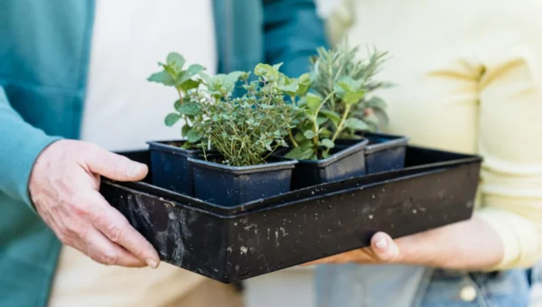 horta compacta na cozinha ervas frescas o ano todo 1773880431