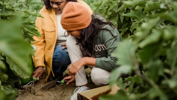 microverdes em casa cultivo facil para folhas nutritivas 1773880164