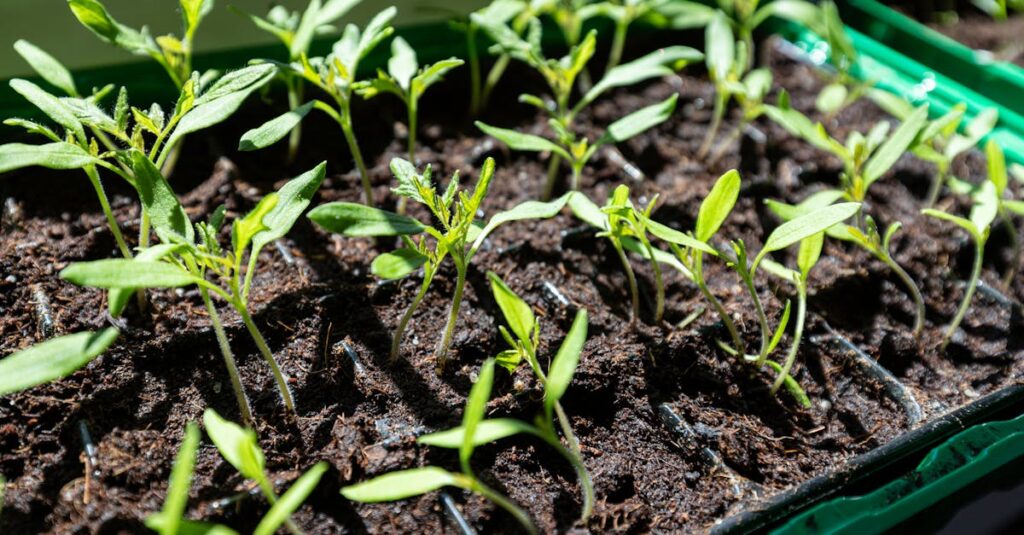 Closeup of young seedlings growing in soil under sunlight, showcasing new life.