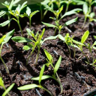 Closeup of young seedlings growing in soil under sunlight, showcasing new life.