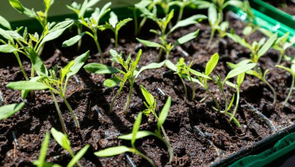Closeup of young seedlings growing in soil under sunlight, showcasing new life.