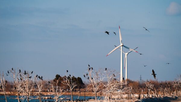 Scenic view of wind turbines with birds perched on trees and flying in a tranquil landscape.