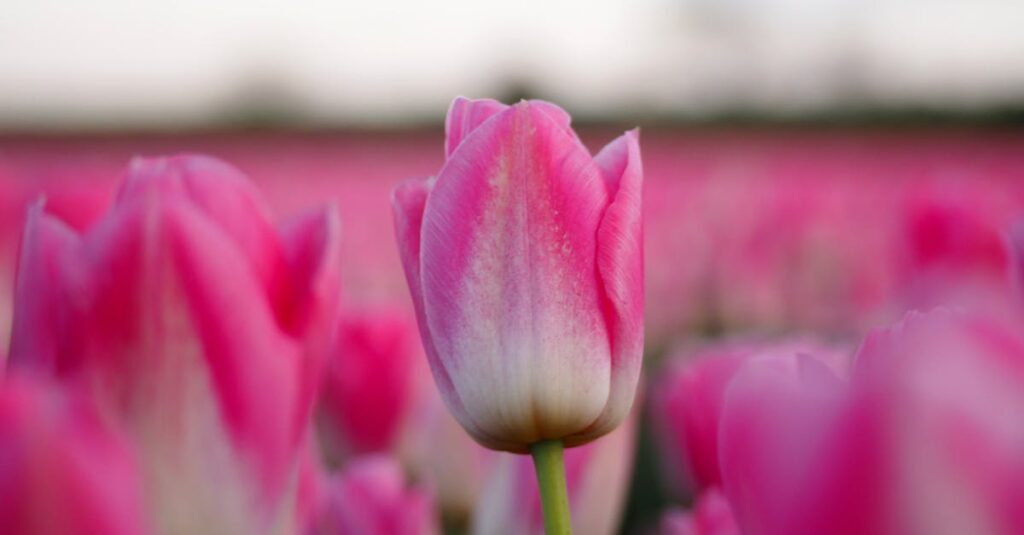 Close-up of vivid pink tulips blooming in a field, creating a vibrant spring scene.