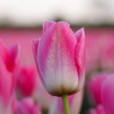 Close-up of vivid pink tulips blooming in a field, creating a vibrant spring scene.