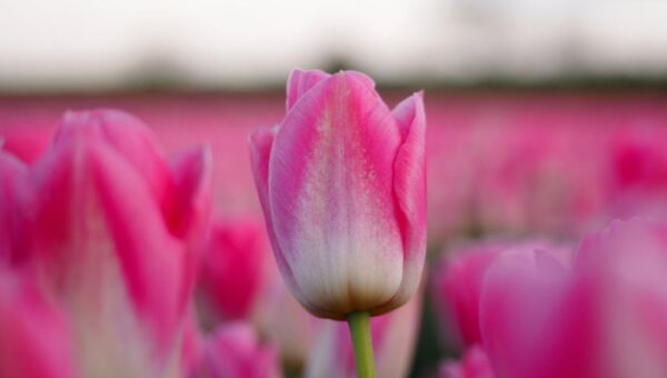 Close-up of vivid pink tulips blooming in a field, creating a vibrant spring scene.