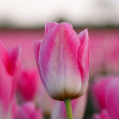 Close-up of vivid pink tulips blooming in a field, creating a vibrant spring scene.