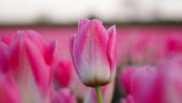 Close-up of vivid pink tulips blooming in a field, creating a vibrant spring scene.