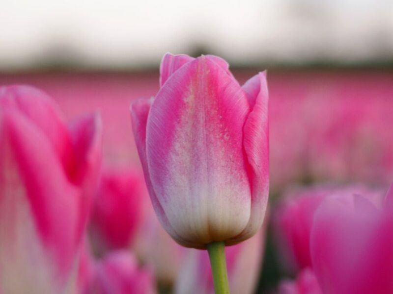 Close-up of vivid pink tulips blooming in a field, creating a vibrant spring scene.