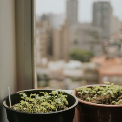 Potted plants on a windowsill with a blurred city skyline in the background, evoking urban tranquility.