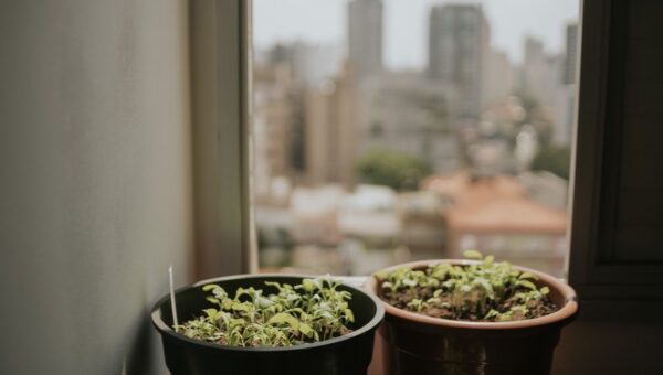 Potted plants on a windowsill with a blurred city skyline in the background, evoking urban tranquility.