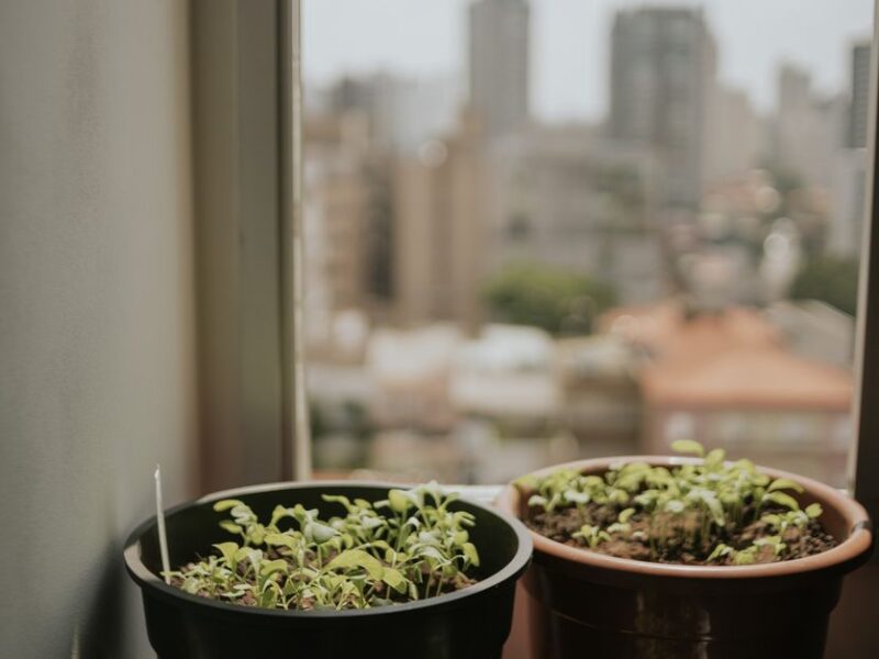 Potted plants on a windowsill with a blurred city skyline in the background, evoking urban tranquility.